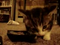 エサを食べる子猫