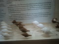 バンコクには貝がらだけを集めたとても珍しいミュージアムがあります。