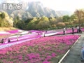 芝桜の丘（羊山公園） | 埼玉県秩父市の観光 2019-04-20
