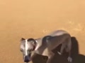 Italian Greyhound Whippet